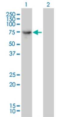 Western Blot: Dynein intermediate chain 2 Antibody (1C8) [H00064446-M01]