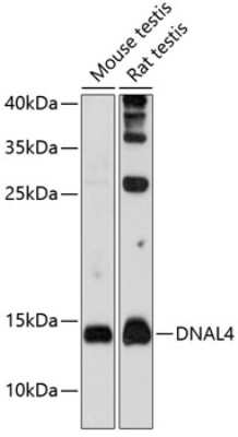 Western Blot: Dynein light chain 4 AntibodyAzide and BSA Free [NBP2-92068]