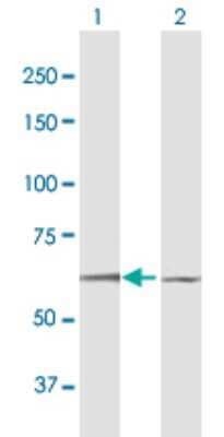 Western Blot: Dyrk1B Antibody [H00009149-B01P]