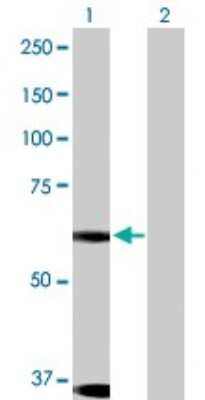 Western Blot: Dyrk1B Antibody [H00009149-D01P]