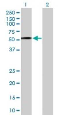 Western Blot: Dysbindin Antibody [H00084062-D01P]