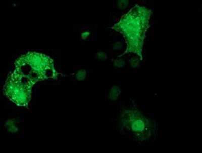 Immunocytochemistry/ Immunofluorescence: Dystrobrevin alpha Antibody (OTI1B2) [NBP2-03422]