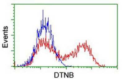 Flow Cytometry: Dystrobrevin beta Antibody (OTI3A12) [NBP2-01798]