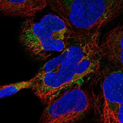 Immunocytochemistry/ Immunofluorescence: Dystrobrevin beta Antibody [NBP2-38915]