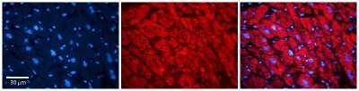 Immunohistochemistry: Alpha Dystroglycan Antibody [NBP1-59781]