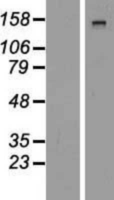 Western Blot: Dystrophin Overexpression Lysate [NBP2-10565]