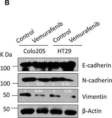 Western Blot: E-Cadherin Antibody (7H12)BSA Free [NBP2-19051]