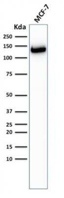 Western Blot: E-Cadherin Antibody (CDH1/2208R)Azide and BSA Free [NBP3-07903]