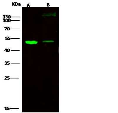 Western Blot: E-Cadherin Antibody [NBP2-98433]