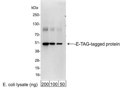 Western Blot: E-Tag Epitope Tag AntibodyBSA Free [NB600-518]