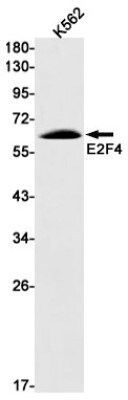 Western Blot: E2F-4 Antibody (S09-7E6) [NBP3-19623]