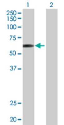 Western Blot: E2F-4 Antibody [H00001874-D01P]