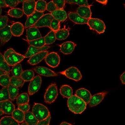 Immunocytochemistry/ Immunofluorescence: E2F6 Antibody (PCRP-E2F6-1F8) - Azide and BSA Free [NBP3-08952]