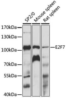 Western Blot: E2F7 AntibodyAzide and BSA Free [NBP2-92216]