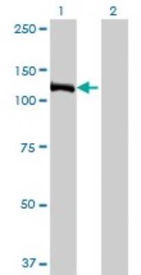 Western Blot: E4F1 Antibody (4B10) [H00001877-M03]