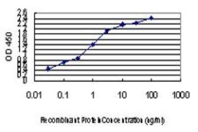 ELISA: E6AP/UBE3A Antibody (2F6) [H00007337-M01]