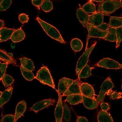 Immunocytochemistry/ Immunofluorescence: E6AP/UBE3A Antibody (PCRP-UBE3A-1A2) - Azide and BSA Free [NBP3-08913]