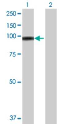Western Blot: E74 like factor 1 Antibody [H00001997-D01P]