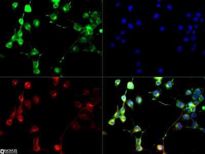 Immunocytochemistry/ Immunofluorescence: EAAT1/GLAST-1/SLC1A3 Antibody - BSA Free [NB100-1869]