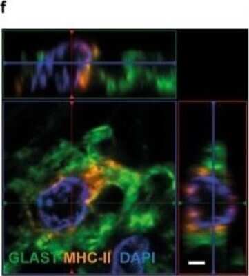 Immunocytochemistry/ Immunofluorescence: EAAT1/GLAST-1/SLC1A3 Antibody - BSA Free [NB100-1869]