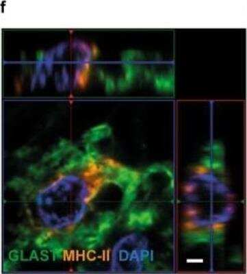 Immunocytochemistry/ Immunofluorescence: EAAT1/GLAST-1/SLC1A3 Antibody - BSA Free [NB100-1869]