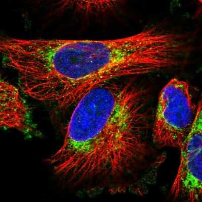 Immunocytochemistry/ Immunofluorescence: EAAT1/GLAST-1/SLC1A3 Antibody [NBP1-84940]