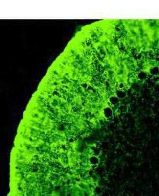Immunohistochemistry: EAAT1/GLAST-1/SLC1A3 Antibody - BSA Free [NB100-1869]