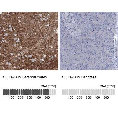 Immunohistochemistry-Paraffin: EAAT1/GLAST-1/SLC1A3 Antibody [NBP1-84939]