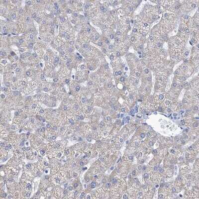 Immunohistochemistry-Paraffin: EAAT1/GLAST-1/SLC1A3 Antibody [NBP1-84939]