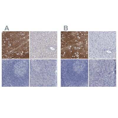 Immunohistochemistry-Paraffin: EAAT1/GLAST-1/SLC1A3 Antibody [NBP1-84939]