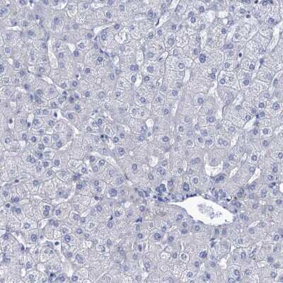 Immunohistochemistry-Paraffin: EAAT1/GLAST-1/SLC1A3 Antibody [NBP1-84940]