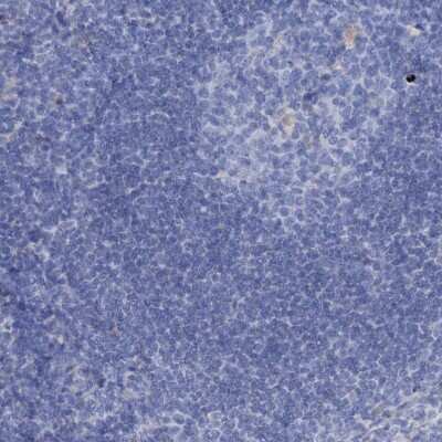 Immunohistochemistry-Paraffin: EAAT1/GLAST-1/SLC1A3 Antibody [NBP1-84940]