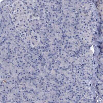 Immunohistochemistry-Paraffin: EAAT1/GLAST-1/SLC1A3 Antibody [NBP1-84940]