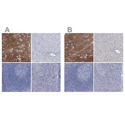 Immunohistochemistry-Paraffin: EAAT1/GLAST-1/SLC1A3 Antibody [NBP1-84940]