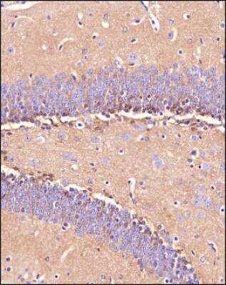 Immunohistochemistry-Paraffin: EAAT1/GLAST-1/SLC1A3 Antibody - BSA Free [NBP3-05771]
