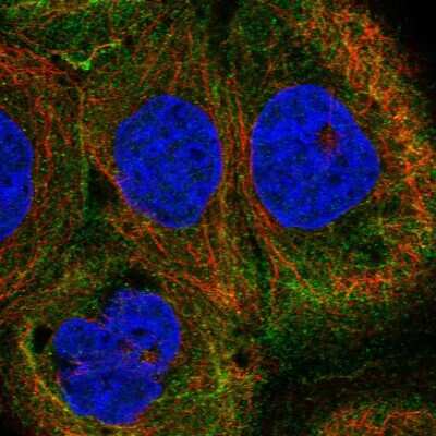 Immunocytochemistry/ Immunofluorescence: EAAT4 Antibody [NBP2-48740]
