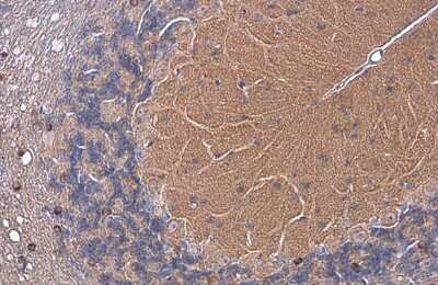 Immunohistochemistry-Paraffin: EAAT4 Antibody [NBP3-13357]