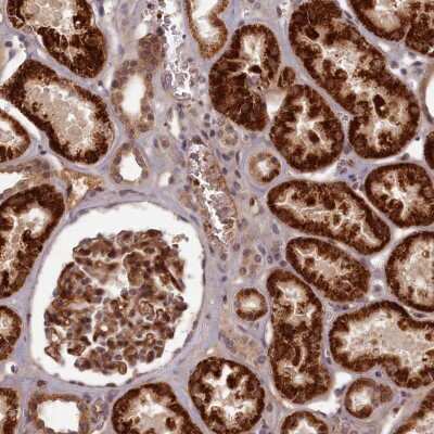 Immunohistochemistry-Paraffin: EARS2 Antibody [NBP1-91856]
