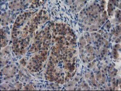 Immunohistochemistry-Paraffin: EB2 Antibody (OTI1F3) [NBP2-00714]