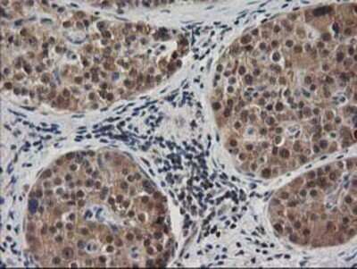Immunohistochemistry: EB2 Antibody (OTI1F3) - Azide and BSA Free [NBP2-71650]