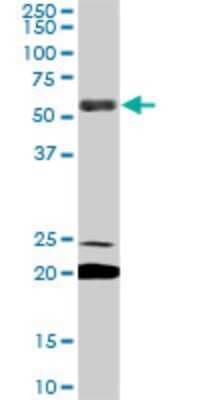 Western Blot: EBF-3 Antibody (8D6) [H00253738-M05]