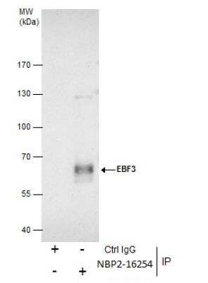 Immunoprecipitation: EBF-3 Antibody [NBP2-16254]