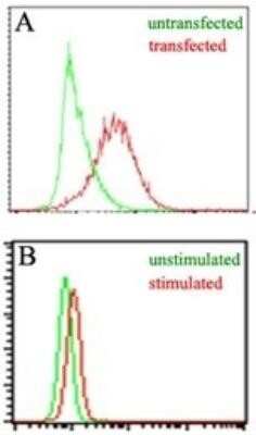 Flow Cytometry: EBI3 Antibody (10J706) - Azide and BSA Free [NBP2-80704]