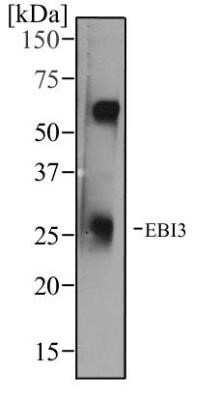 Western Blot: EBI3 Antibody (10J803)Azide and BSA Free [NBP2-80706]