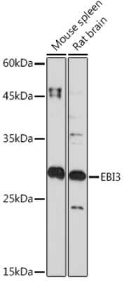 Western Blot: EBI3 Antibody (9J1H4) [NBP3-15735]