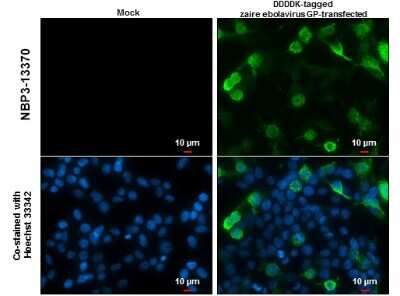 Immunocytochemistry/ Immunofluorescence: EBOV GP1 Antibody [NBP3-13370]