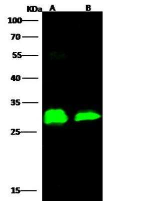 Western Blot: EBOV VP24 protein Antibody [NBP3-12763]