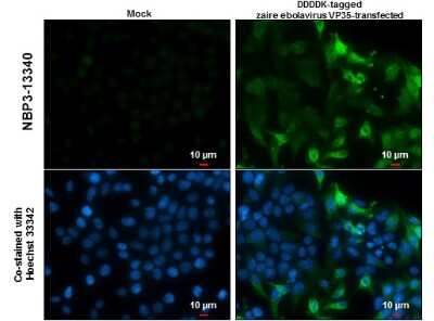 Immunocytochemistry/ Immunofluorescence: EBOV VP35 protein Antibody [NBP3-13340]