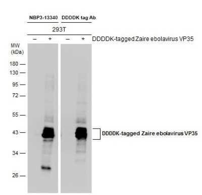 Western Blot: EBOV VP35 protein Antibody [NBP3-13340]