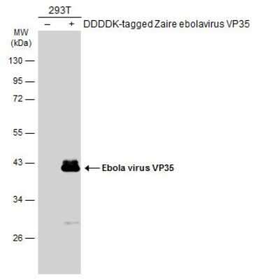 Western Blot: EBOV VP35 protein Antibody [NBP3-13341]